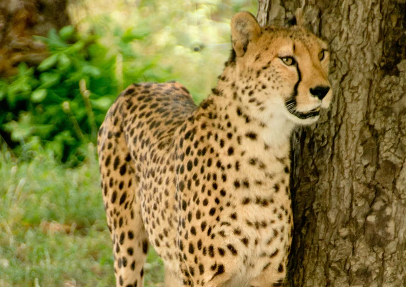 78114 Natur - Jaguar Puzzle