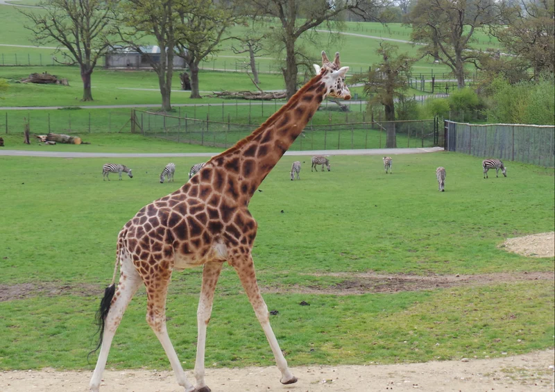 78115 Natur - Giraffe Puzzle