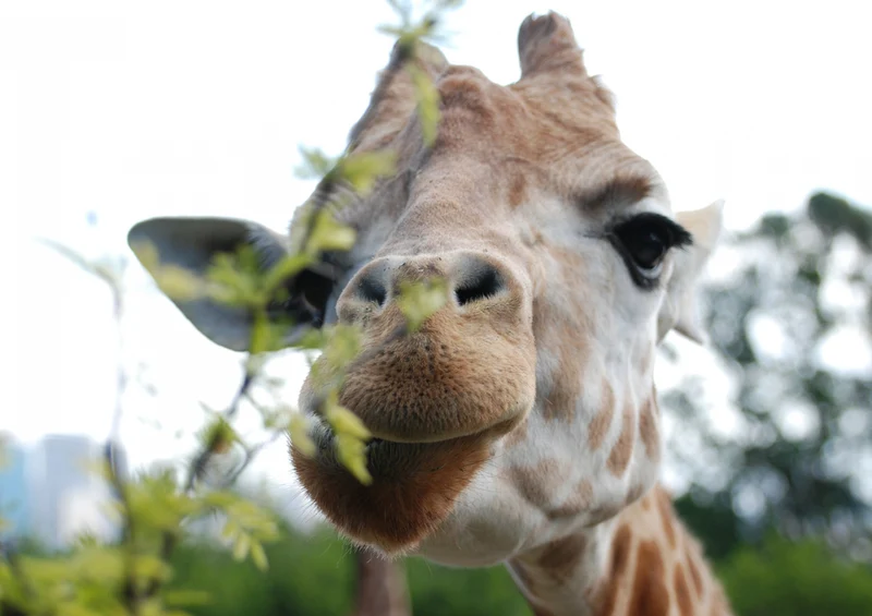 78684 Natur - Giraffe Puzzle