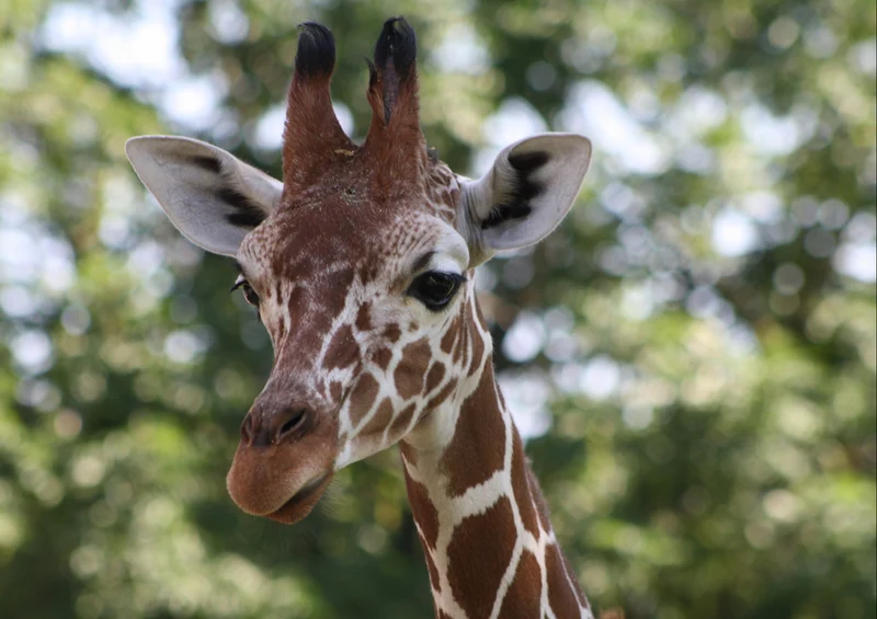 78687 Natur - Giraffe Puzzle