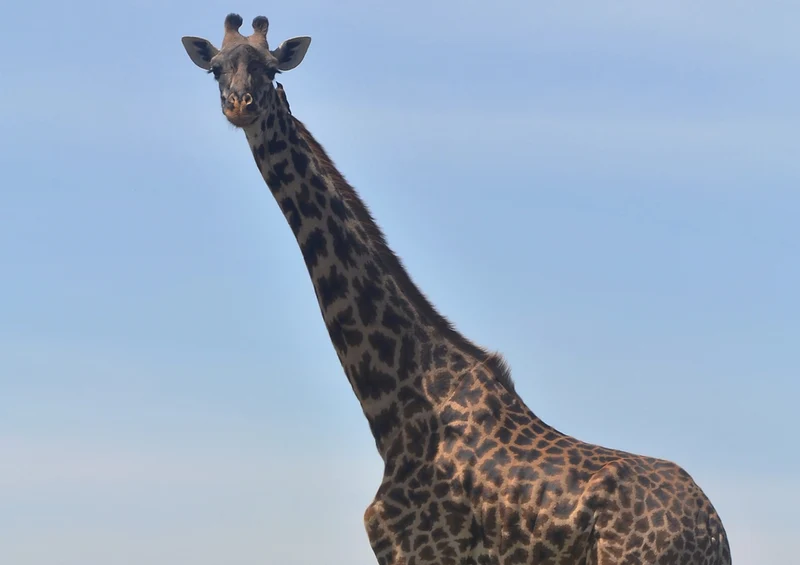78690 Natur - Giraffe Puzzle