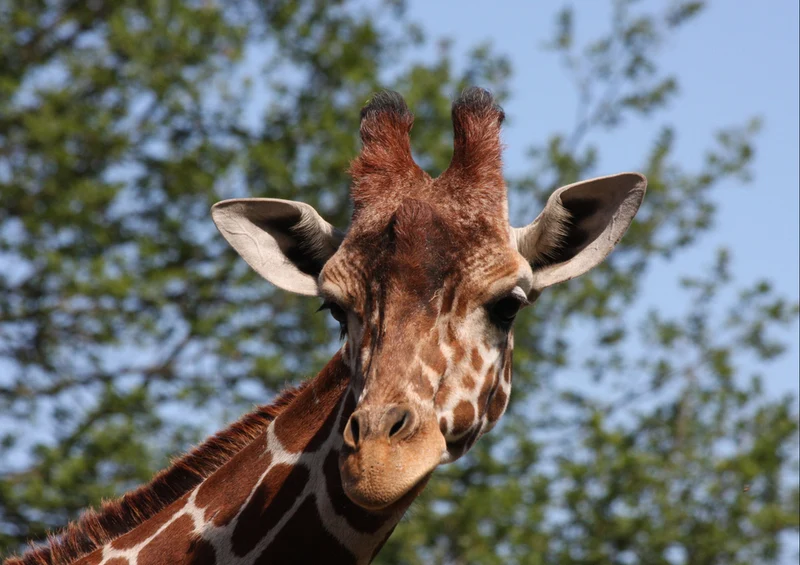 78707 Natur - Giraffe Puzzle