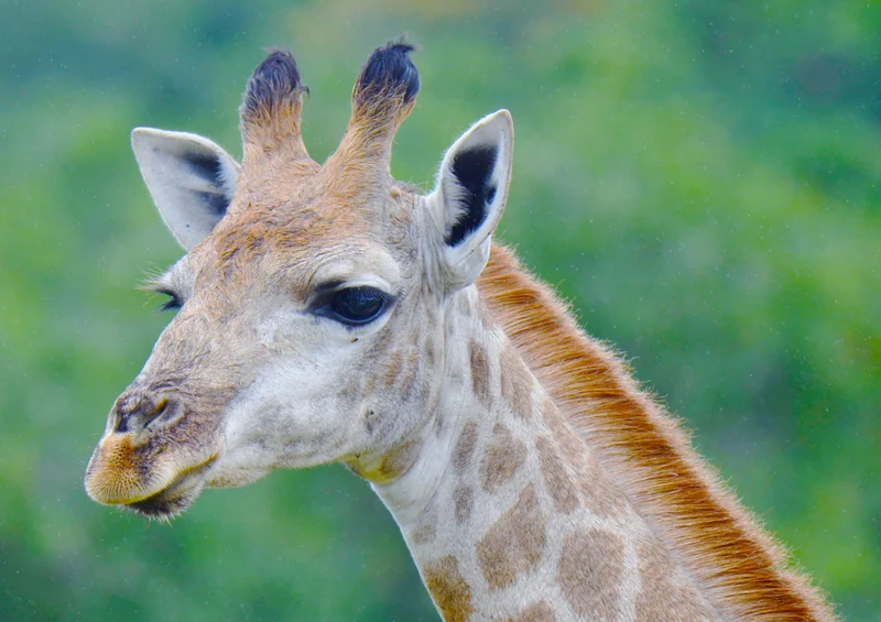 78717 Natur - Giraffe Puzzle