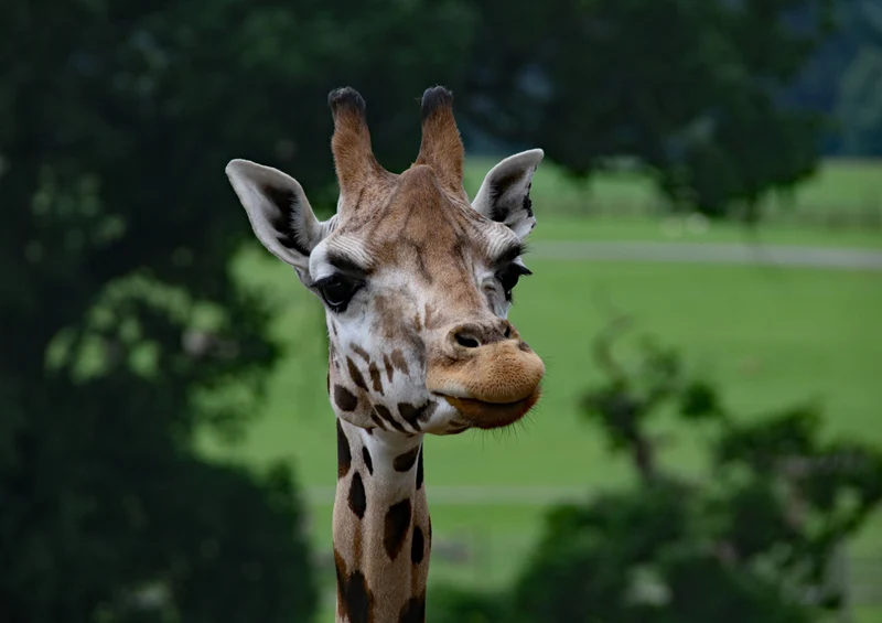78721 Natur - Giraffe Puzzle