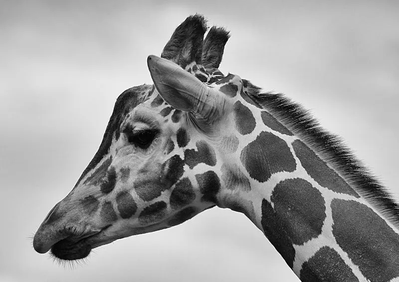 78744 Natur - Giraffe Puzzle