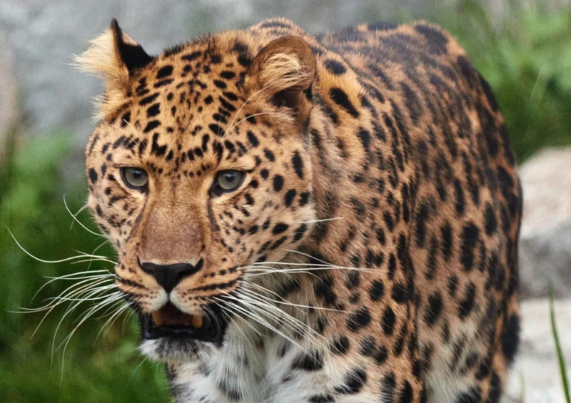 77008 Tierwelt - Leopard Puzzle