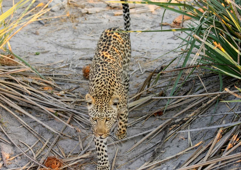 77009 Tierwelt - Leopard Puzzle