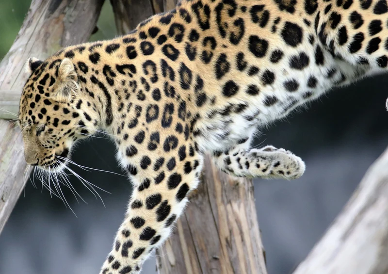 77157 Tierwelt - Leopard Puzzle