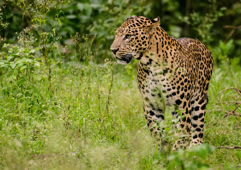 77164 Natur - Leopard Puzzle