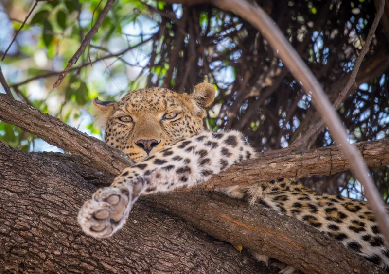 77178 Tierwelt - Leopard Puzzle