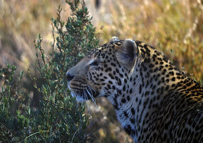 74384 Tierwelt - Leopard Puzzle