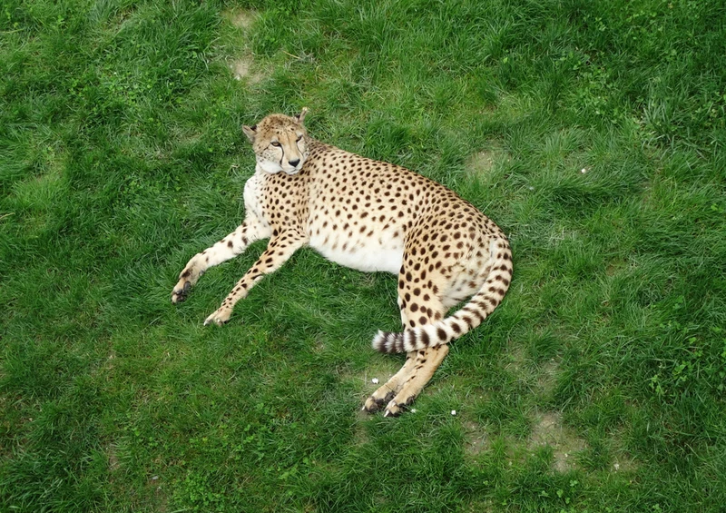 74400 Tierwelt - Leopard Puzzle