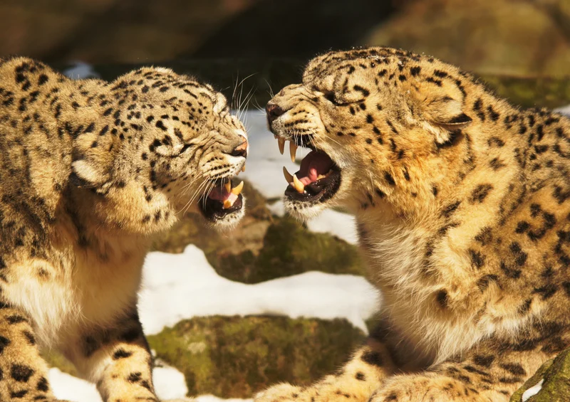 74404 Tierwelt - Leopard Puzzle