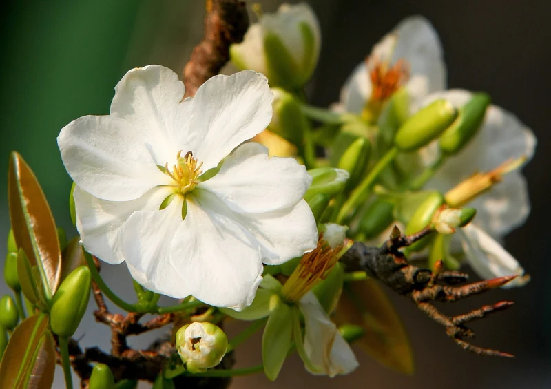 77049 Natur - weiße Blüten Puzzle