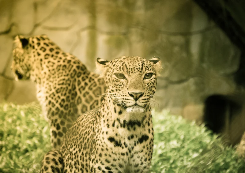74412 Tierwelt - Leopard Puzzle