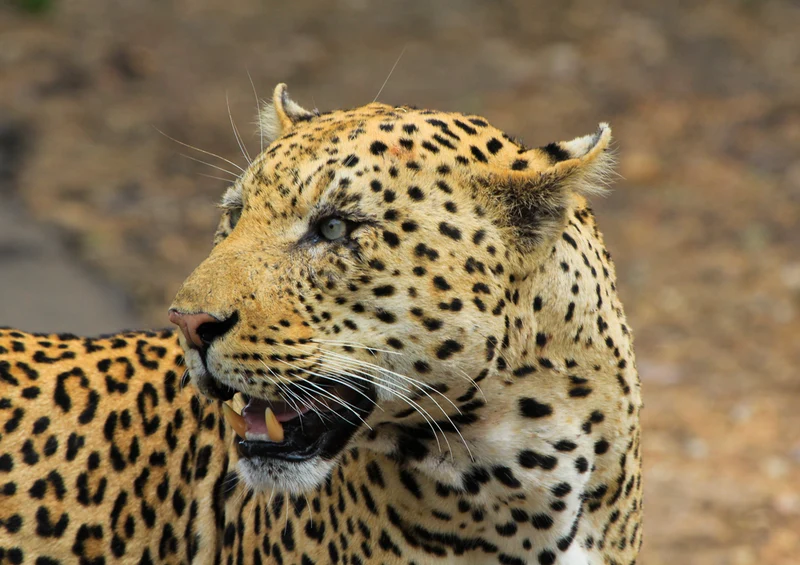 77182 Natur - Leopard Puzzle