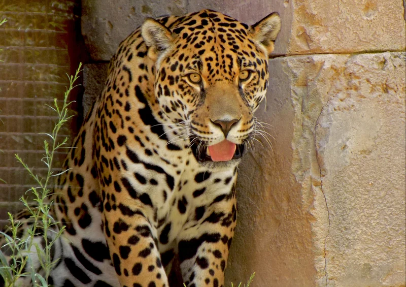 77193 Natur - Jaguar Puzzle