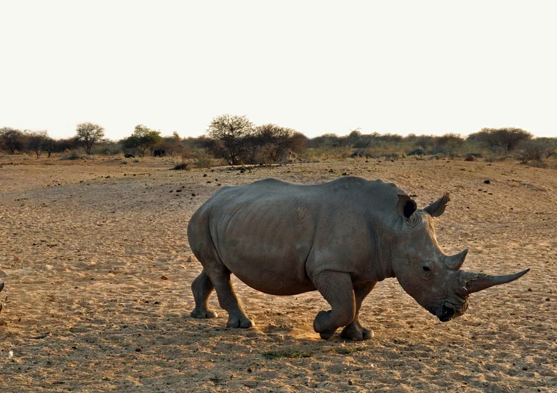 77204 Natur - Nashorn Puzzle