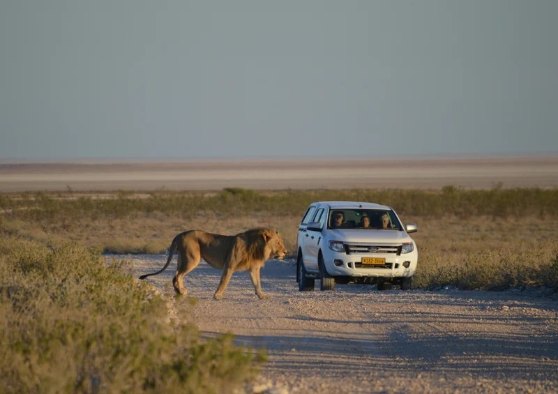 77211 Reisen - Safari Puzzle