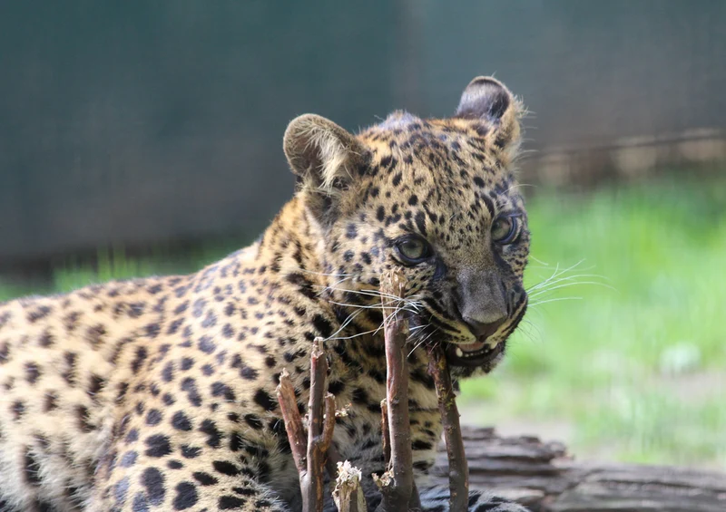 77214 Natur - Leopard Puzzle