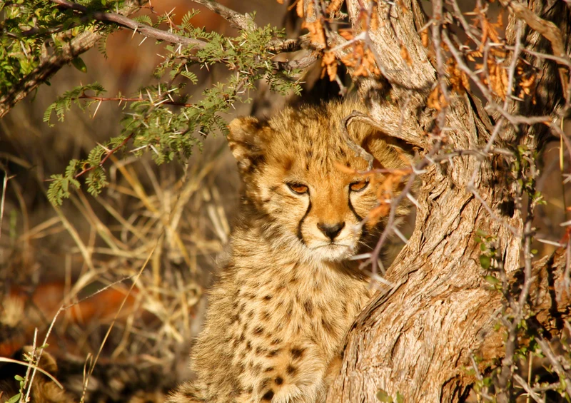 77219 Tierwelt - Leopard Puzzle