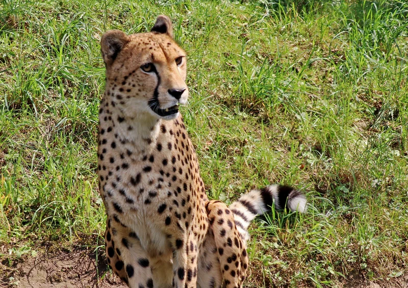 77051 Tierwelt - Leopard Puzzle