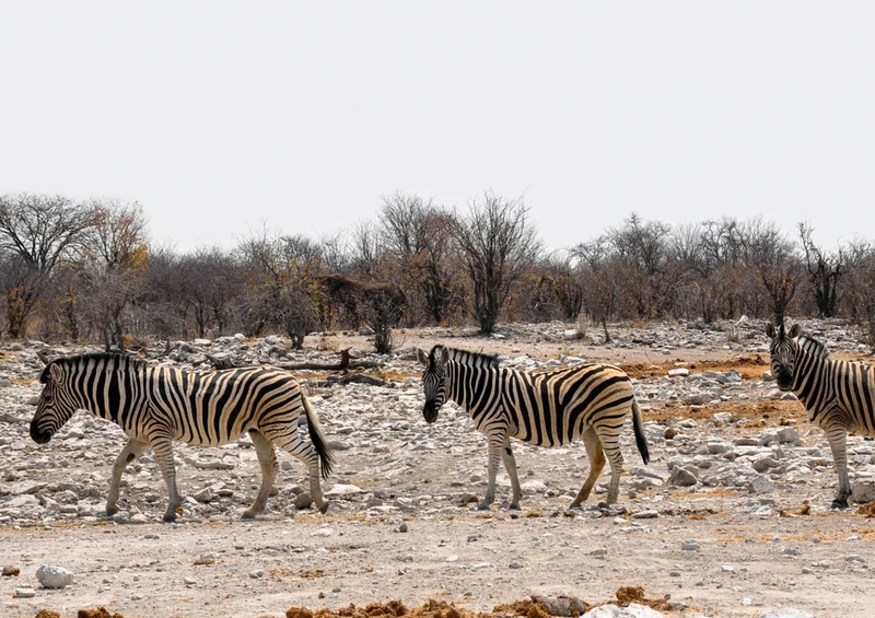 74415 Tierwelt - Zebra Puzzle