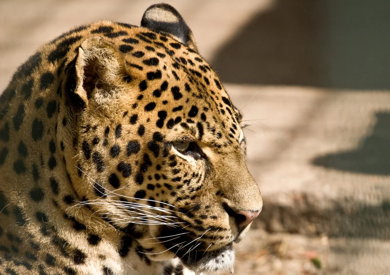 74418 Tierwelt - Leopard Puzzle