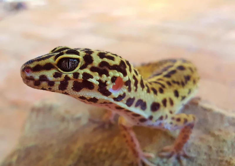 74427 Tierwelt - Gecko Puzzle