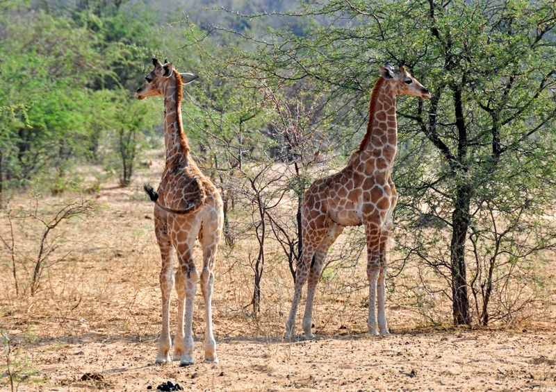 77061 Natur - Giraffen Puzzle