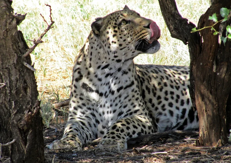 77223 Tierwelt - Leopard Puzzle
