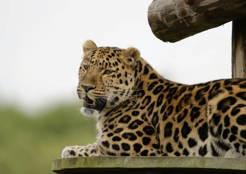 77228 Tierwelt - Leopard Puzzle