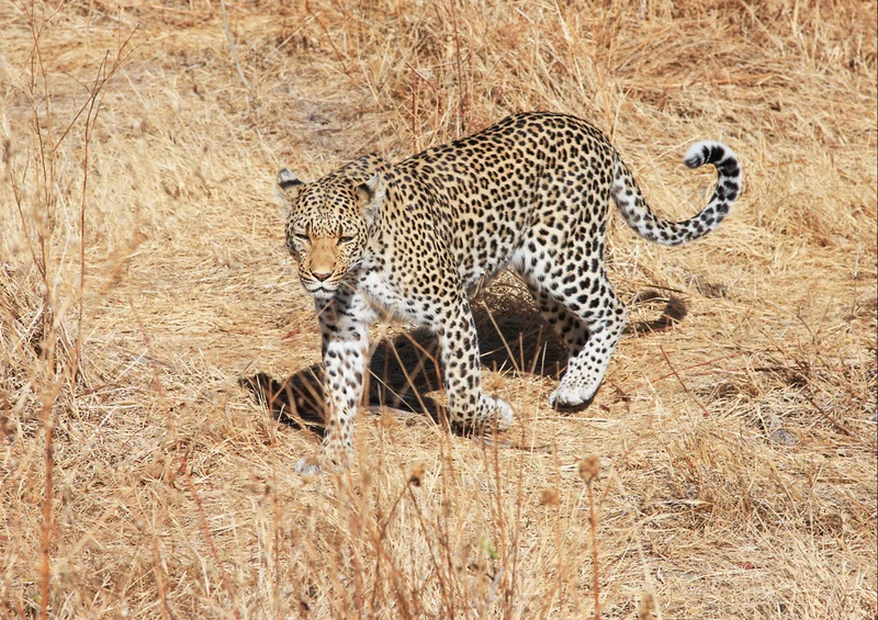 77232 Tierwelt - Leopard Puzzle