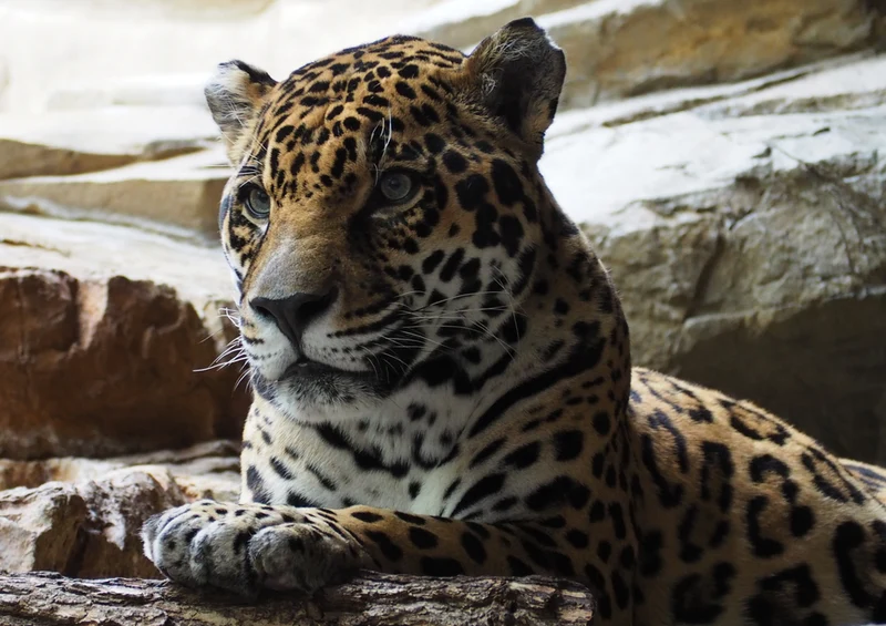 77236 Tierwelt - Jaguar Puzzle