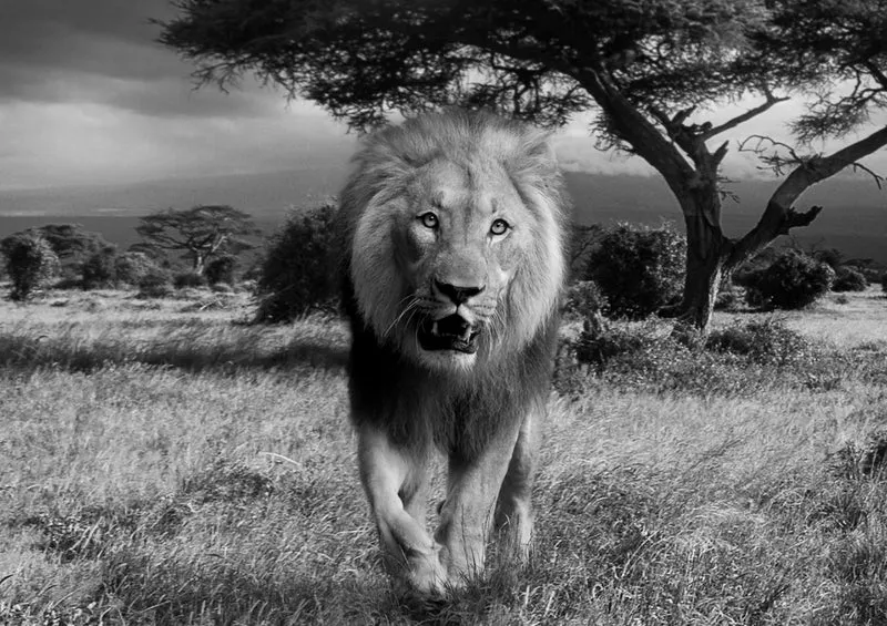77243 Natur - Afrika Puzzle