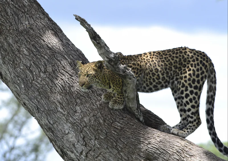 77244 Tierwelt - Leopard Puzzle