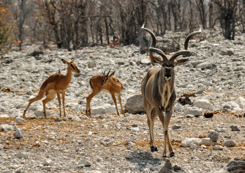 77248 Natur - Kudu Puzzle