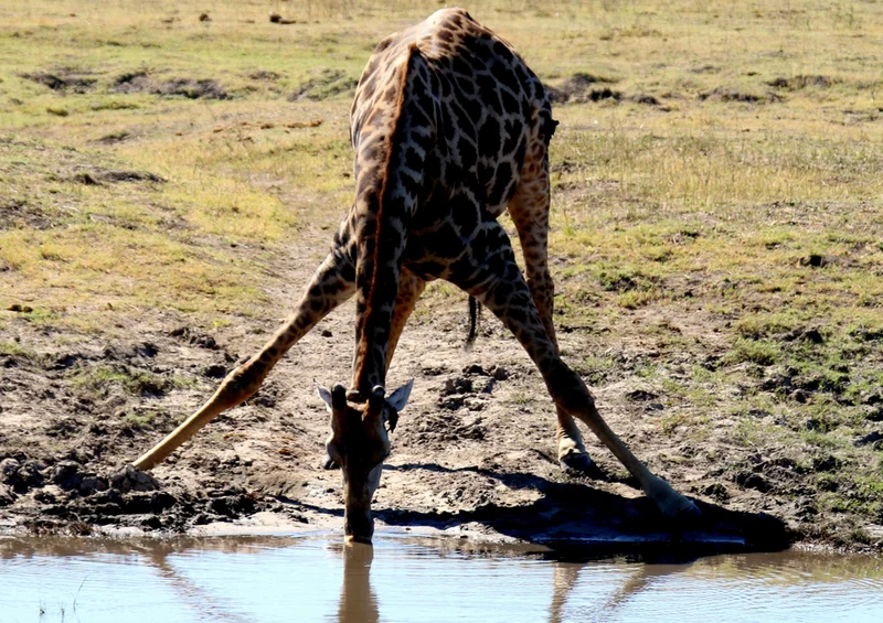78747 Natur - Giraffe Puzzle