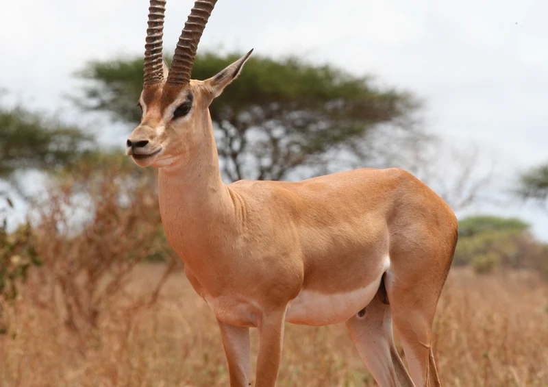 78748 Natur - Antilope Puzzle