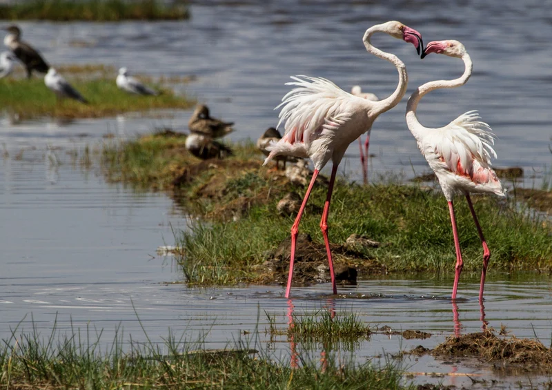 78755 Natur - Flamingos Puzzle