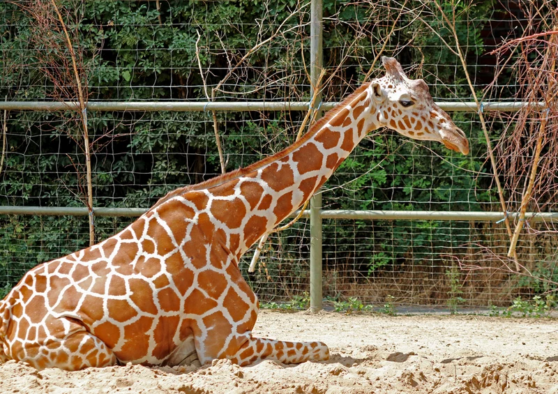 78758 Natur - Giraffe Puzzle
