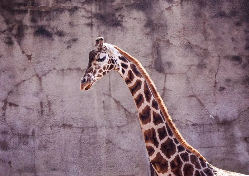 78764 Natur - Giraffe Puzzle