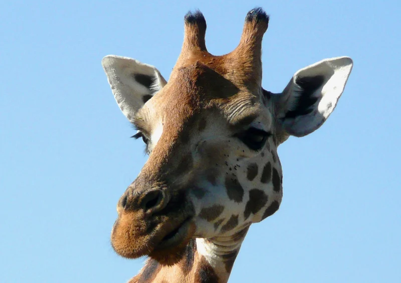 78768 Natur - Giraffe Puzzle