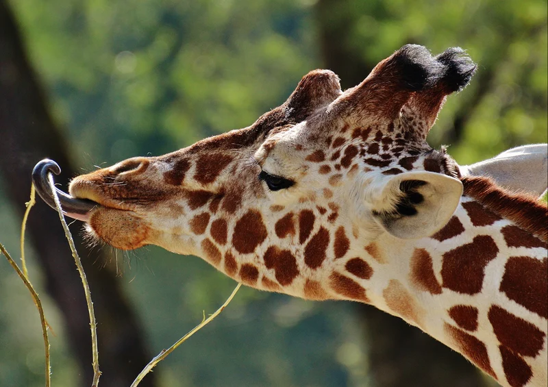 78771 Natur - Giraffe Puzzle