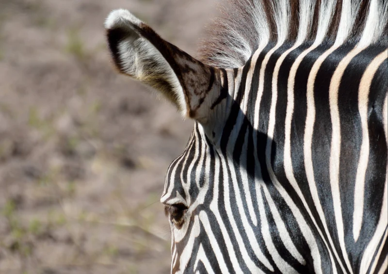 78779 Natur - Zebra Puzzle