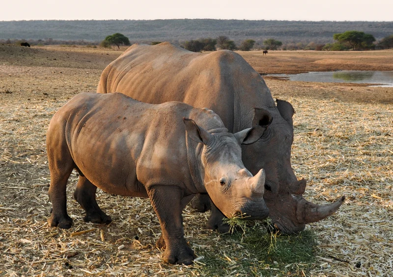 77069 Natur - Nashorn Puzzle
