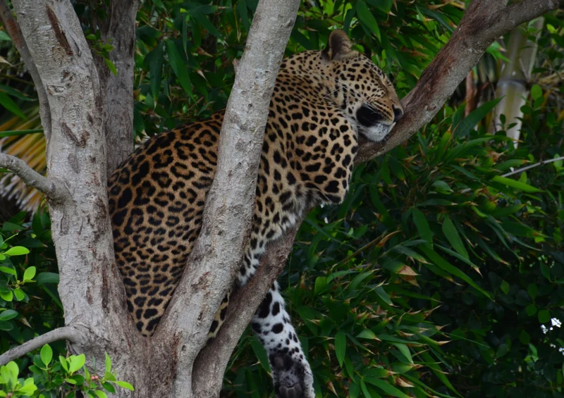 77075 Tierwelt - Leopard Puzzle