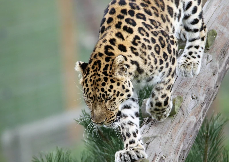 77086 Tierwelt - Leopard Puzzle