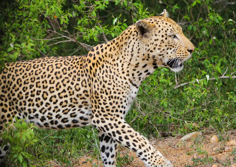 77092 Natur - Leopard Puzzle