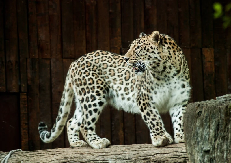77249 Tierwelt - Leopard Puzzle